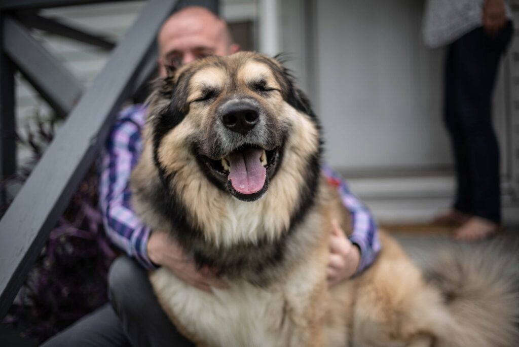 dog on porch