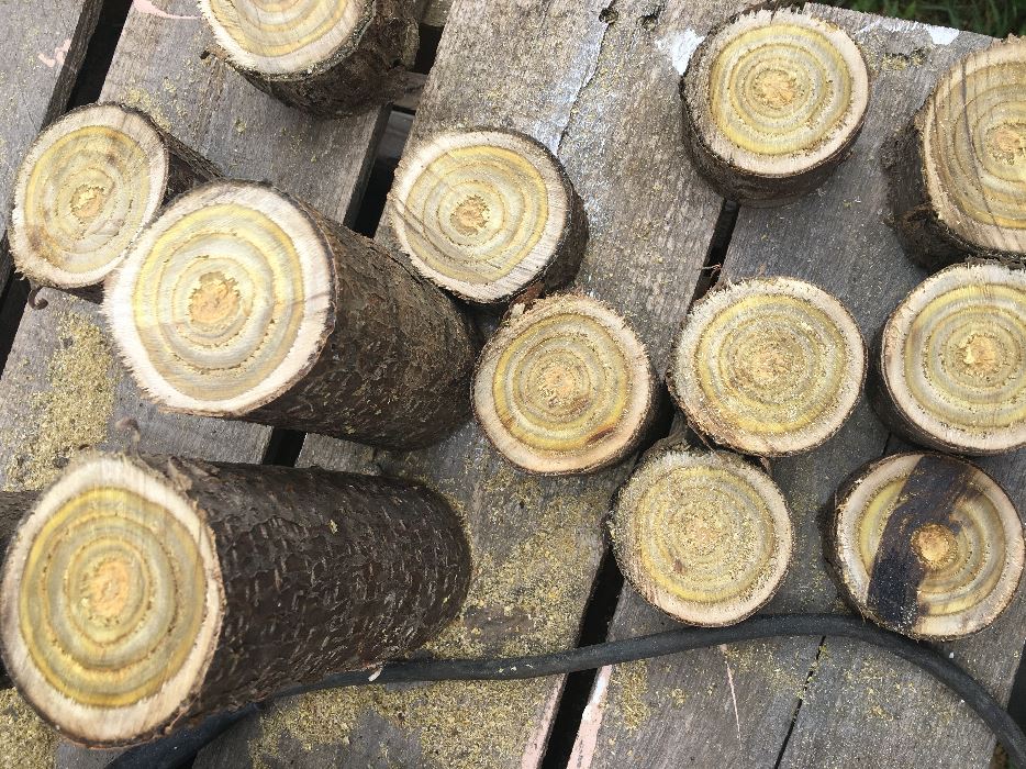 raw wood cylinders 