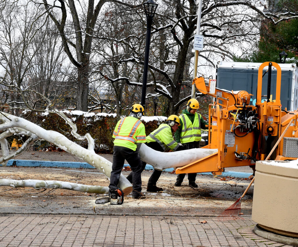 tree limb in wood chipper