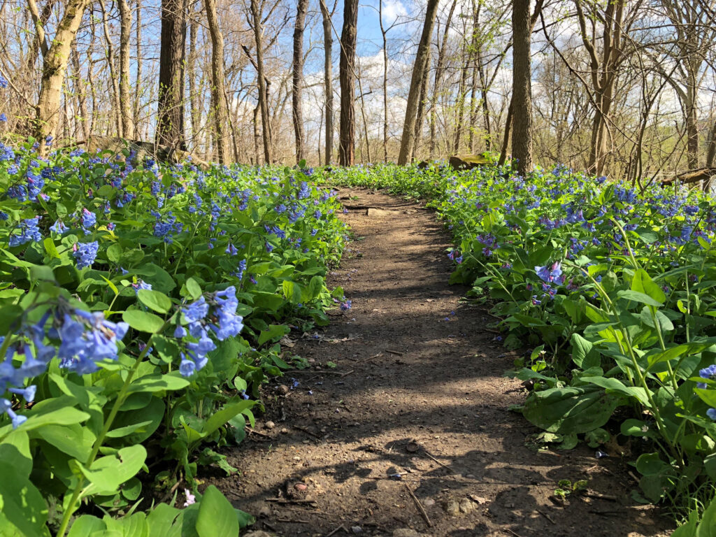 WVU Department of Biology shows off Core Arboretum's botanical beauty ...