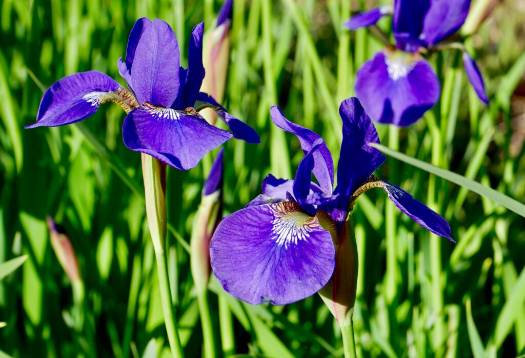 Siberian irises