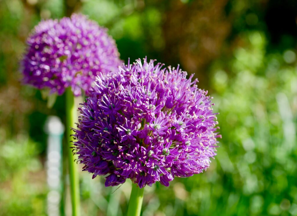 Globemaster alliums