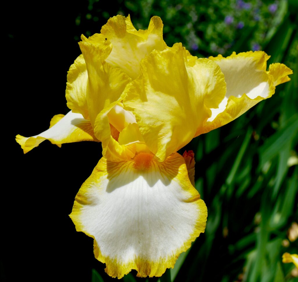 Yellow bearded iris