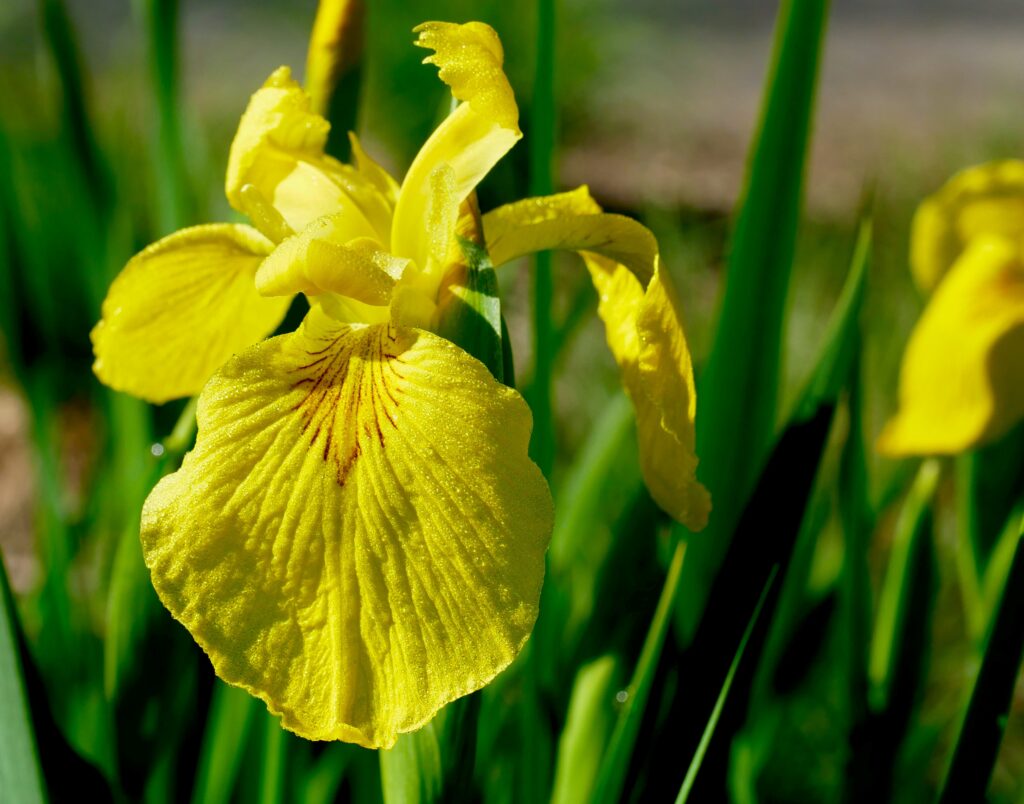 yellow flag iris 