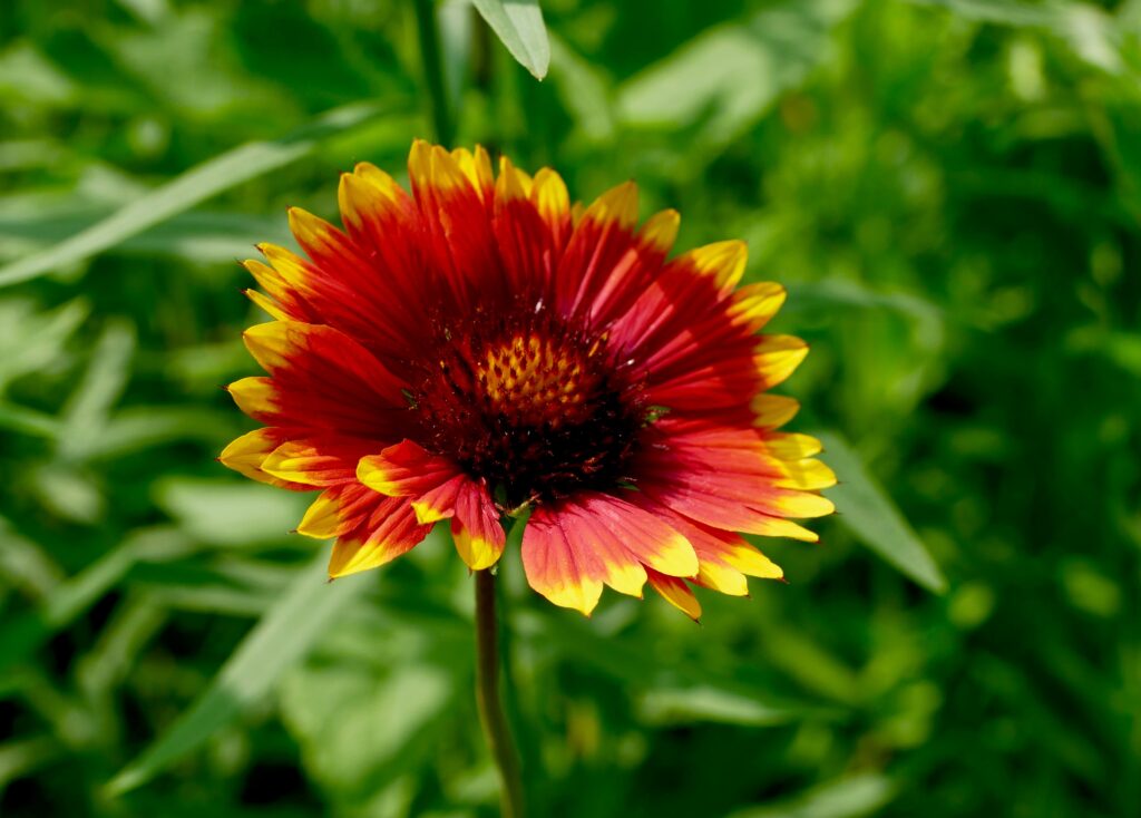 blanket flower