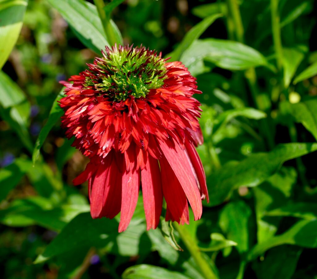 hot papaya coneflower