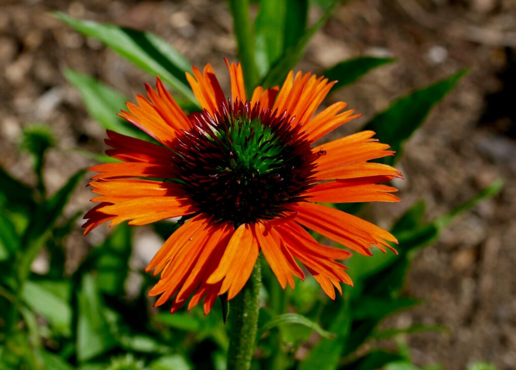 Raspberry truffle coneflower