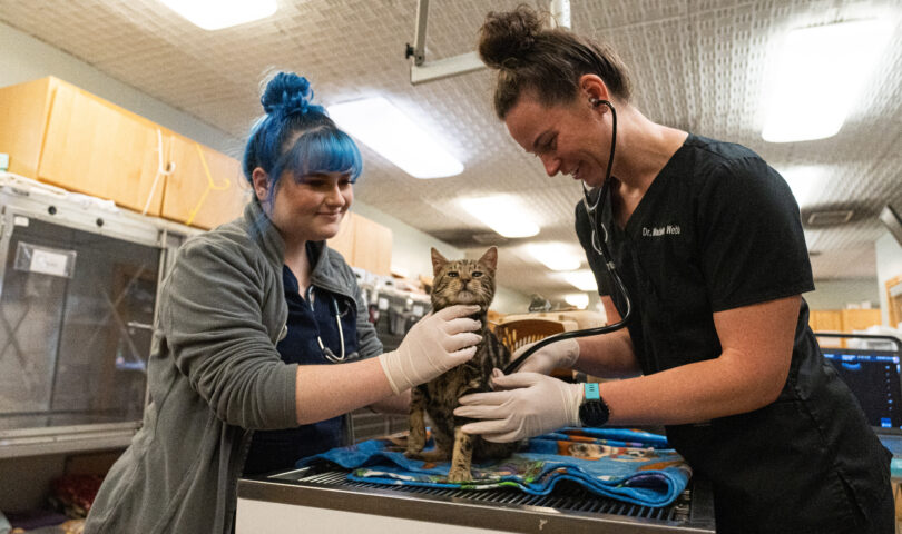 Heart lake animal discount hospital