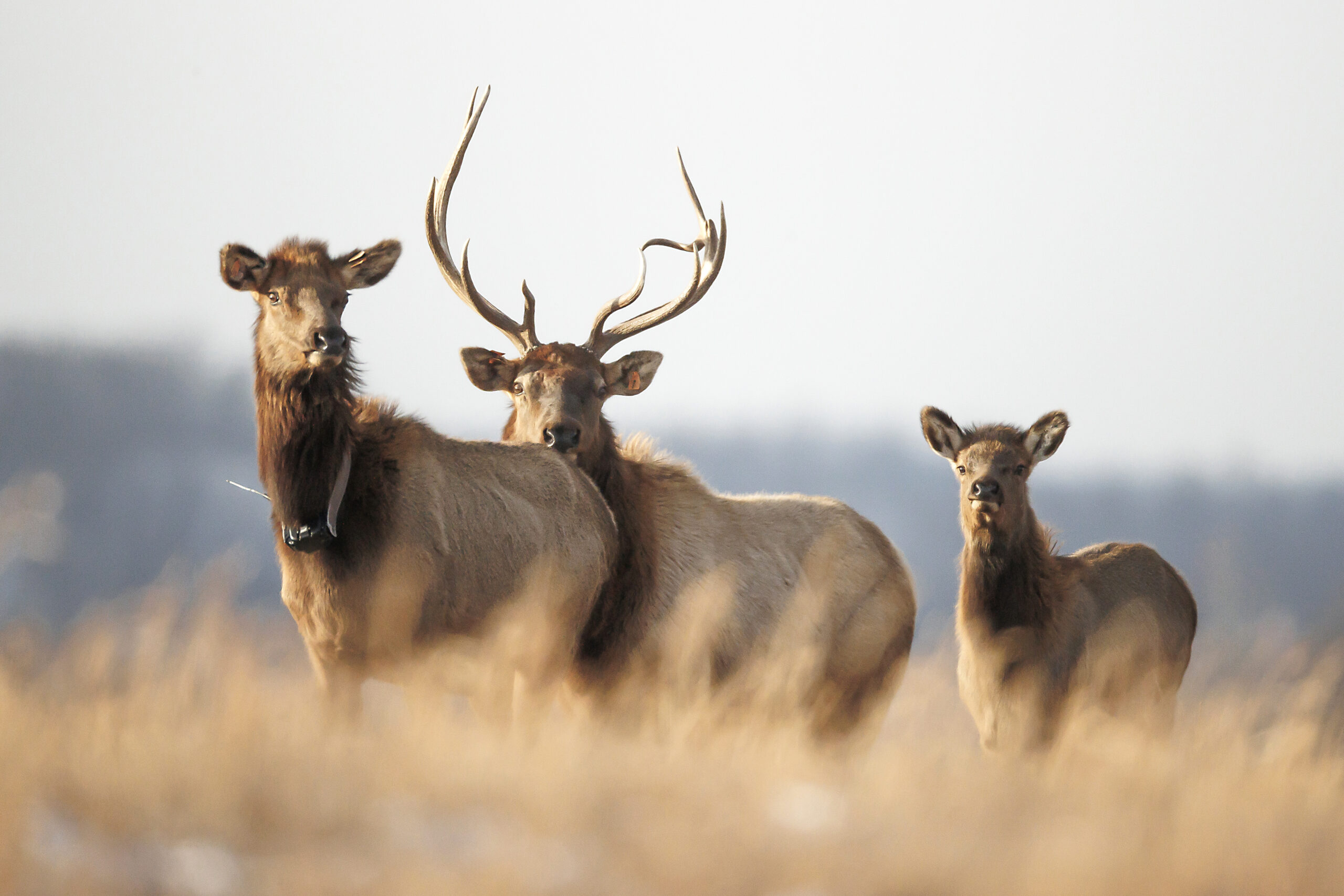 WVU genomics lab assesses stability of West Virginia elk herd as species recovers from 200-year absence – Dominion Post